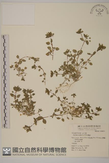 繁縷藏品圖，第1張