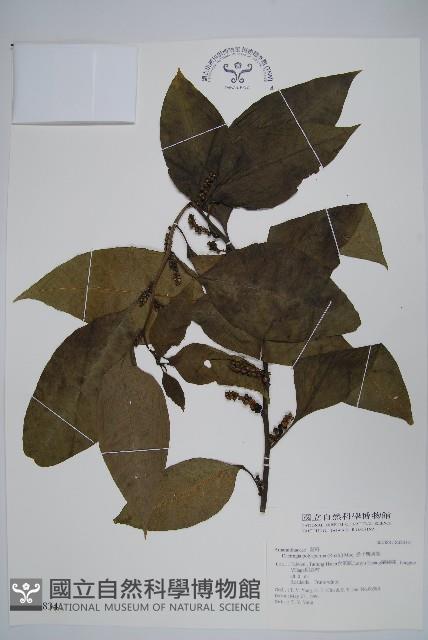 多子漿果莧藏品圖，第1張