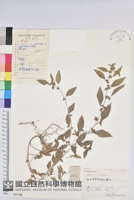 鐵莧菜藏品圖，第1張