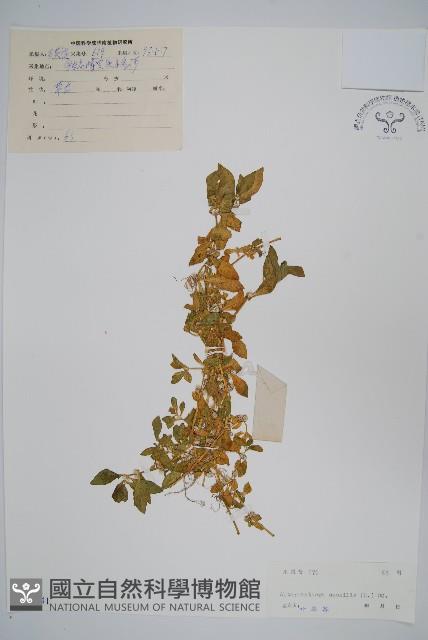 蓮子草藏品圖，第1張