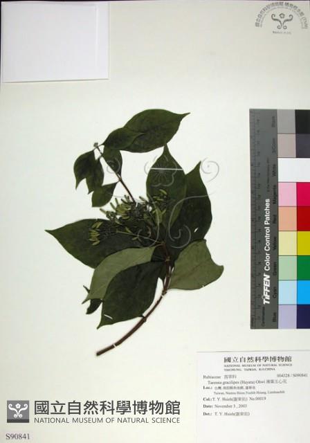 薄葉玉心花藏品圖，第1張