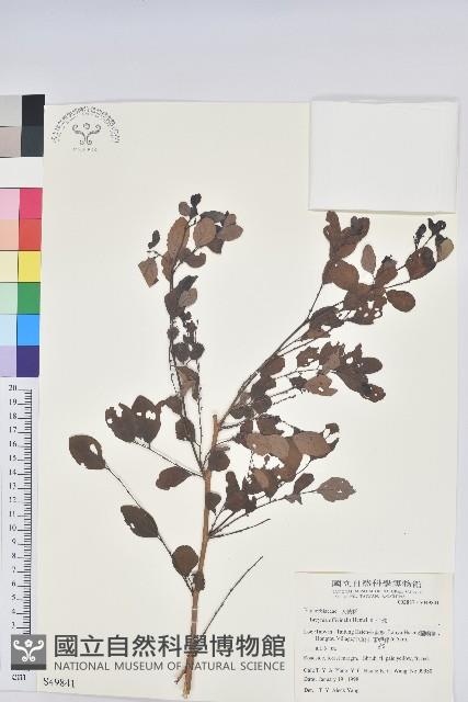 紅仔珠藏品圖，第1張