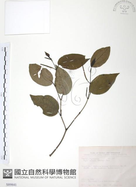 風藤藏品圖，第1張