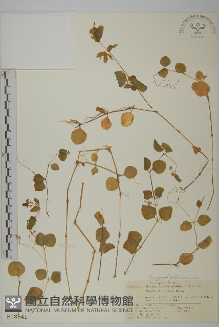 荷蓮豆草、菁芳草藏品圖，第1張