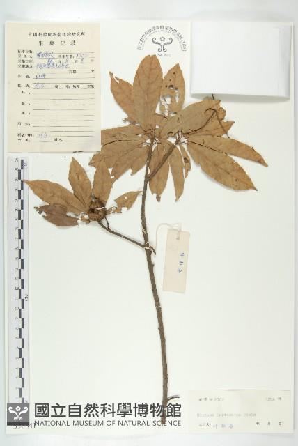 薄果猴歡喜藏品圖，第1張