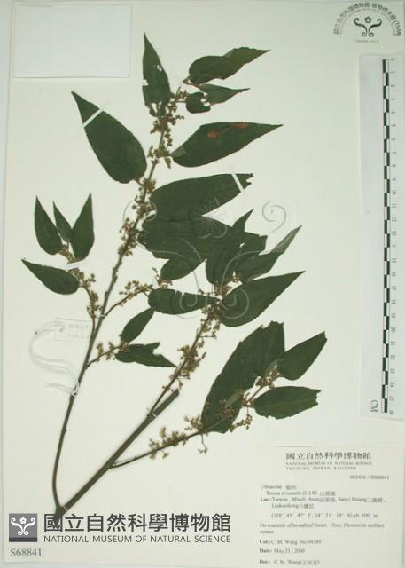 山黃麻藏品圖，第1張