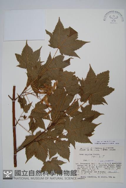 銳齒槭藏品圖，第1張