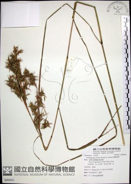 扭鞘香茅藏品圖，第1張