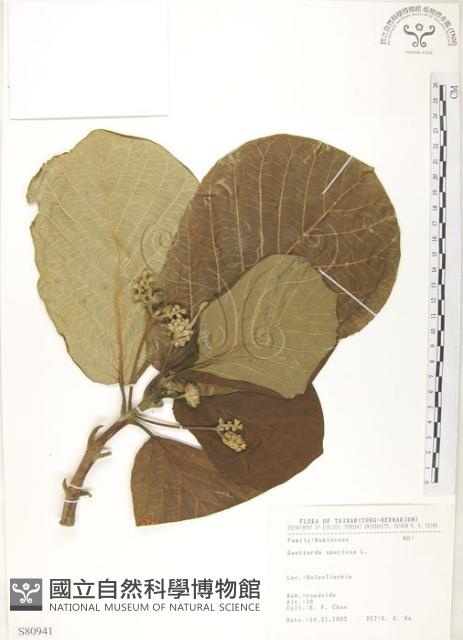 葛塔德木、欖仁舅藏品圖，第1張