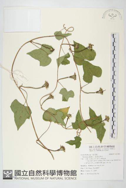 紅花野牽牛藏品圖，第1張