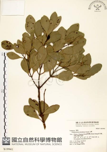 土樟藏品圖，第1張