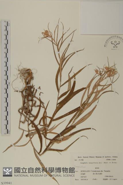 抱莖籟簫藏品圖，第1張