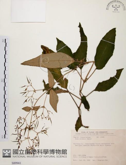 旋莢木藏品圖，第1張