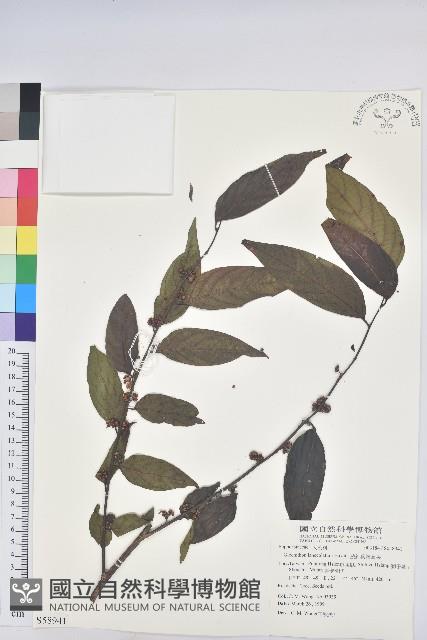 披針葉饅頭果藏品圖，第1張