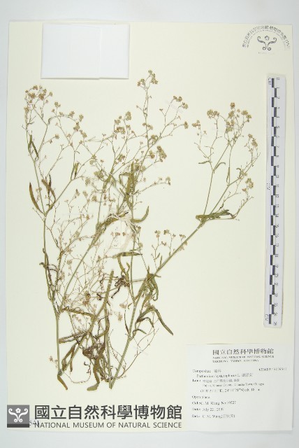 銀膠菊藏品圖，第1張