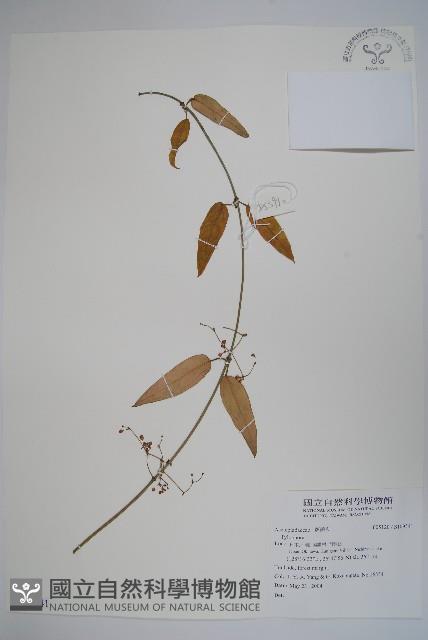 登錄號:S109541藏品圖，第1張