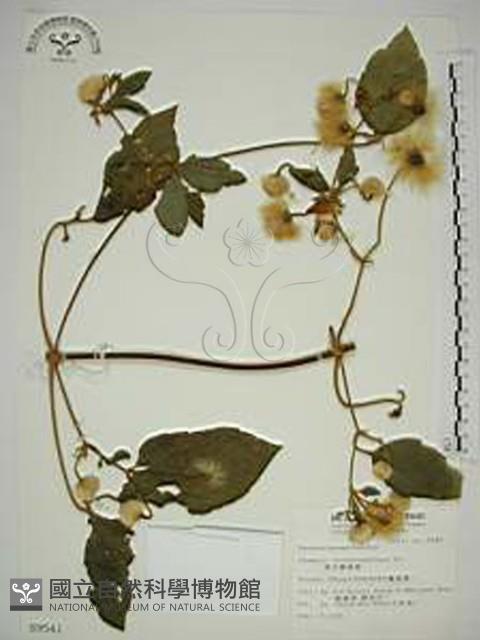 銹毛鐵線蓮藏品圖，第1張