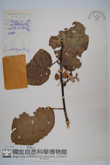 闊葉獼猴桃藏品圖，第1張