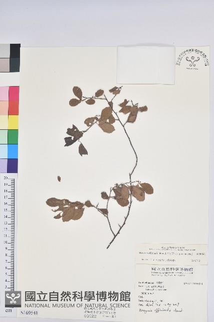 Medicinal Breynia Collection Image