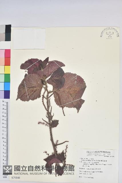 威氏鐵莧藏品圖，第1張