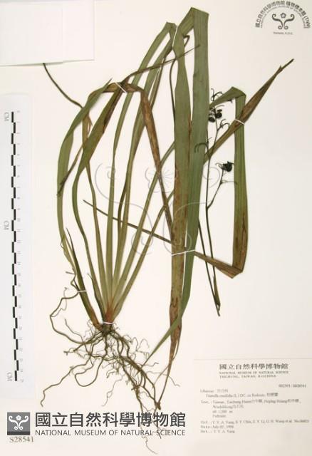 桔梗蘭藏品圖，第1張