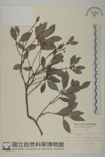 日本賽衛矛、日本假衛矛藏品圖，第1張