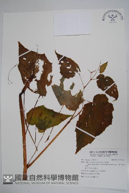 登錄號:S118541藏品圖，第1張