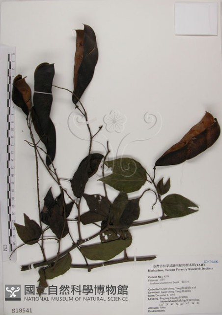 菊花木藏品圖，第1張