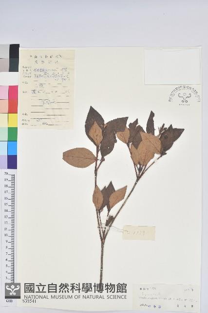 守城滿山紅、馬禮士杜鵑藏品圖，第1張
