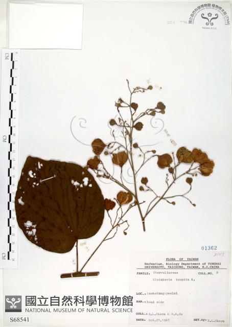 Kleinhovia Collection Image