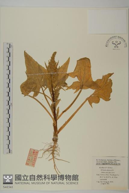 Spinach Collection Image, Figure 1, Total 2 Figures