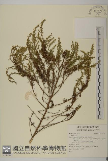 登錄號:S129671藏品圖，第1張