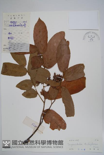 皂帽花藏品圖，第1張