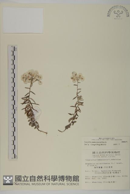 玉山抱莖籟簫藏品圖，第1張