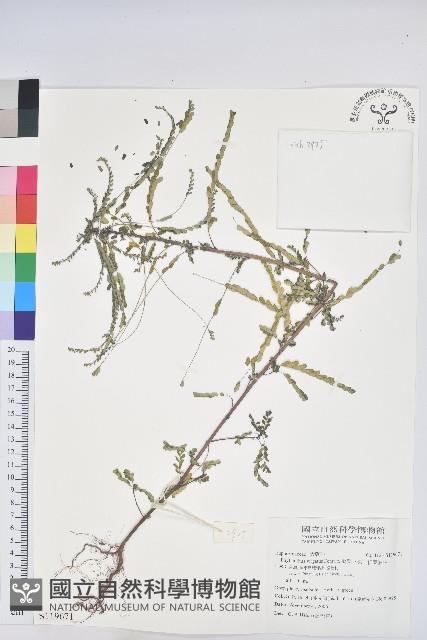 擬葉下珠、細葉油柑藏品圖，第1張
