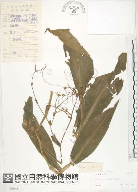 杜若藏品圖，第1張