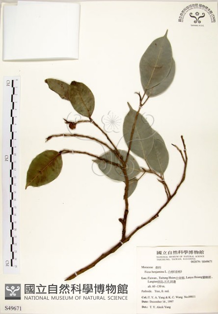 白榕、垂榕藏品圖，第1張