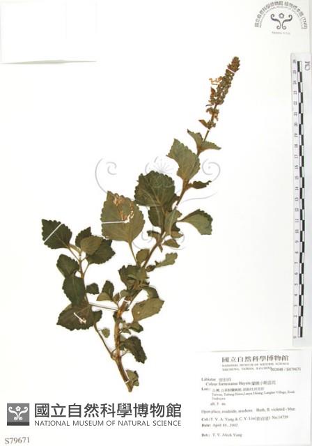 蘭嶼小鞘蕊花藏品圖，第1張