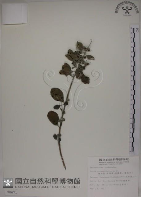 海埔姜藏品圖，第1張