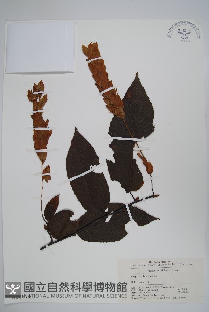 川黔千金榆藏品圖，第1張