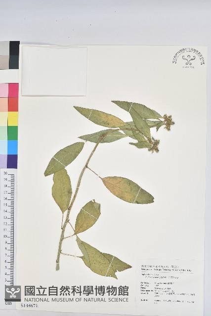 白苞猩猩草藏品圖，第1張