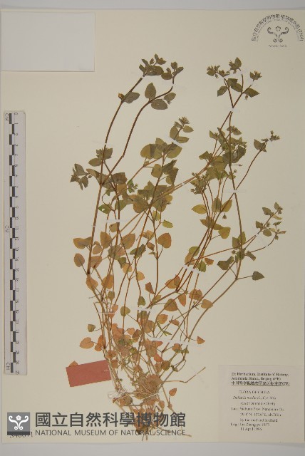 繁縷藏品圖，第1張
