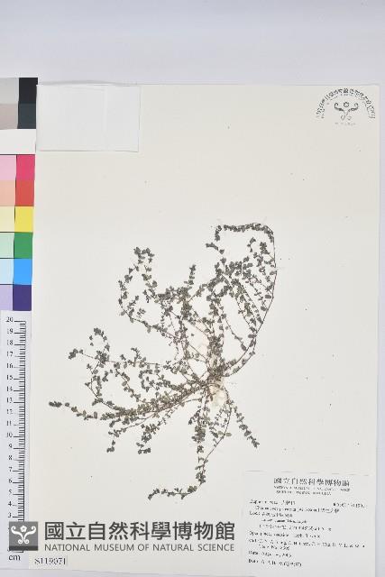 伏生大戟藏品圖，第1張