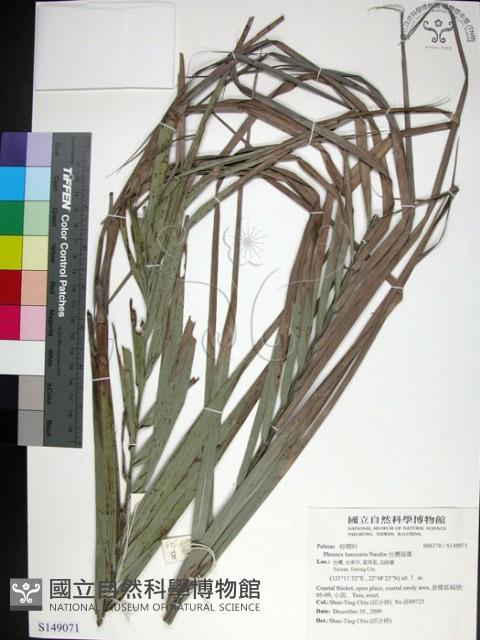 台灣海棗藏品圖，第1張