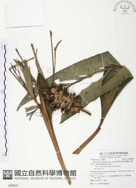 普萊氏月桃、短穗山姜藏品圖，第1張