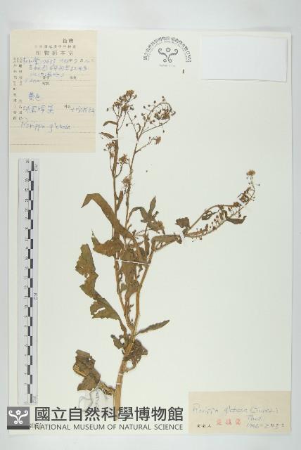 風花菜、球果山芥菜藏品圖，第1張