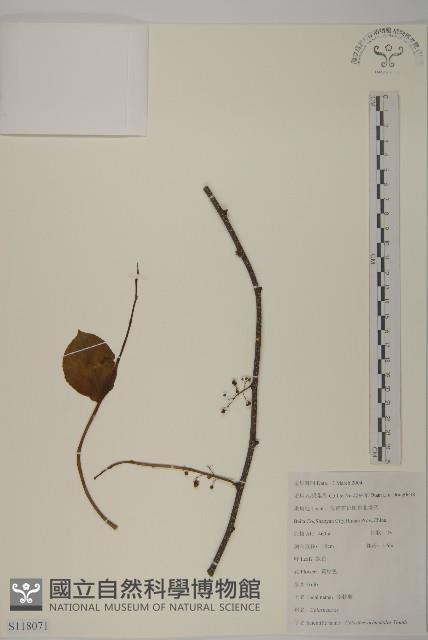 南蛇藤藏品圖，第1張