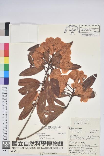 桃葉杜鵑藏品圖，第1張