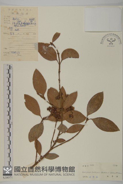 扶芳藤藏品圖，第1張
