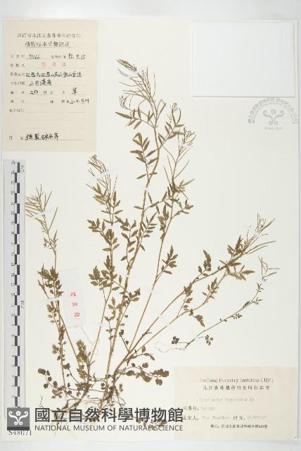 水花菜藏品圖，第1張